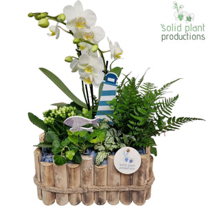 Large Maritime-Style Plant Arrangement – 30cm Wooden Pot