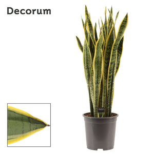 Laurentii Snake Plant (Sansevieria trifasciata) – 27cm Pot, 105cm Tall