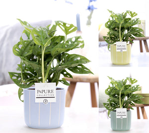 Swiss Cheese Plant (Monstera adansonii) – 12cm Ceramic Pot