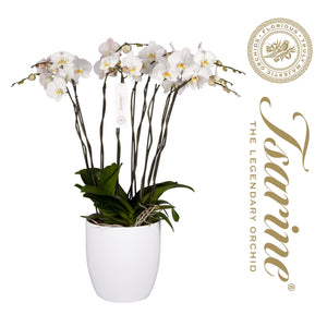 White Phalaenopsis Orchid – 32cm Pot, 120cm High