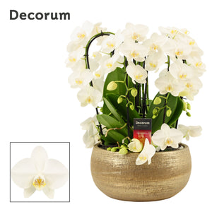 White Phalaenopsis Orchid – 27cm Pot, 6 Stems