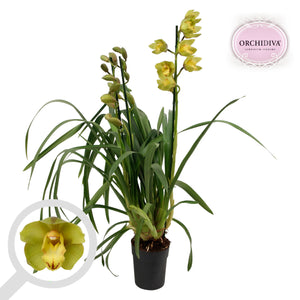 Green Cymbidium Orchid – 14cm Pot, 85cm Tall