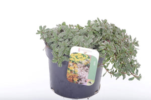 Tricolour Stonecrop (Sedum) – 17cm Pot