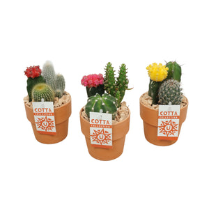 Mixed Cactus Arrangement in Terracotta Pot – 10cm