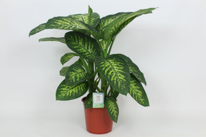 Dieffenbachia ‘Tropic Snow’ (Dumb Cane) – 24cm Pot
