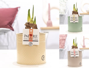 Mixed Hippeastrum ‘Louise’ in Zinc Pot – 12cm