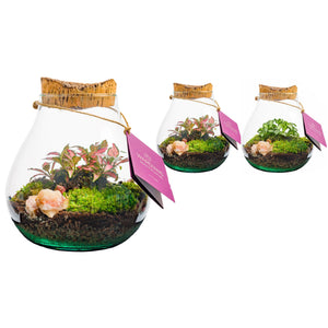 Medium Glass Terrarium Arrangement – 16cm