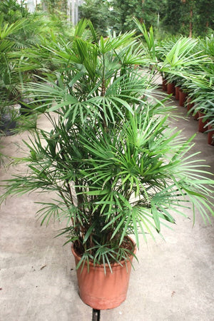 Slender Lady Palm (Rhapis humilis) – 30cm Pot, 140cm High