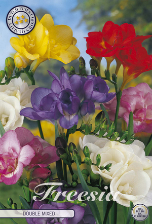 Mixed Double Freesia Flower Bulbs – 15 Pack