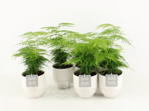 Asparagus Fern (Asparagus setaceus) – 13cm Stone-Effect Pot