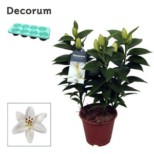 White Oriental Lily (Lilium) – 13cm Pot