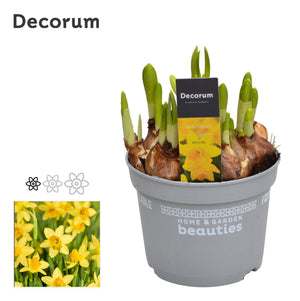 Tête-à-Tête Daffodil (Narcissus) – 12cm Pot