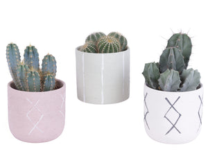 Mixed Cactus Collection in Ceramic Pot – 14cm