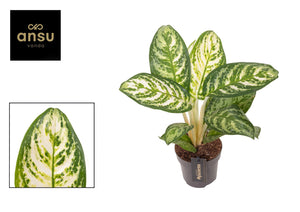 Aglaonema ‘Minty Ice’ – 12cm Pot, 35cm High