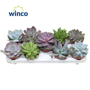 Mixed Echeveria Succulent Collection – 12cm Pot