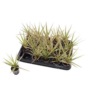 Dracaena Marginata Green Top Cutting – 6cm Pot