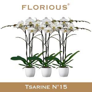 White Phalaenopsis Orchid – 3 Stem, 15cm Pot