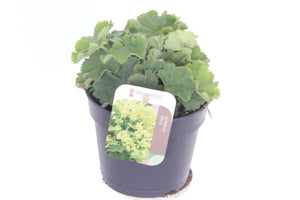 Lady's Mantle (Alchemilla mollis) – 13cm Pot