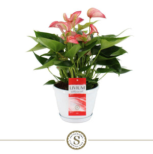 Red Anthurium (Anthurium) – 20cm Pot, 45cm High