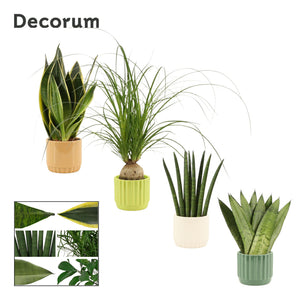 Mixed Green Houseplant in Naemi Ceramic Pot – 9cm