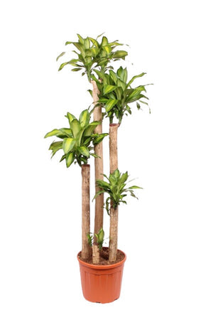 Dracaena Massangeana Dragon Tree – 37cm Pot, 210cm High