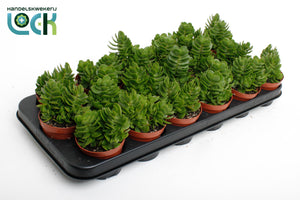 Crassula 'Moneymaker' Succulent – 8.5cm Pot