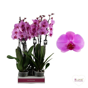 Phalaenopsis Orchid ‘Orlando’ – 12cm Pot, 65cm High