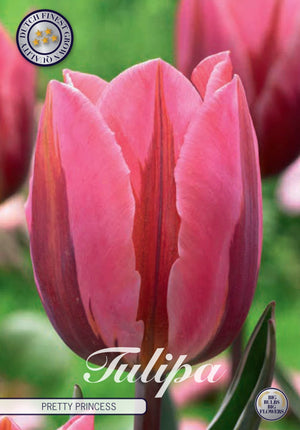 Tulipa ‘Pink Ardour’ Triumph Tulip Bulbs – 12cm+