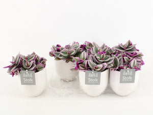 Tradescantia Nanouk Pink Houseplant – 13cm Pot