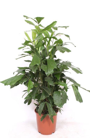 Fishtail Palm (Caryota mitis) – 24cm Pot