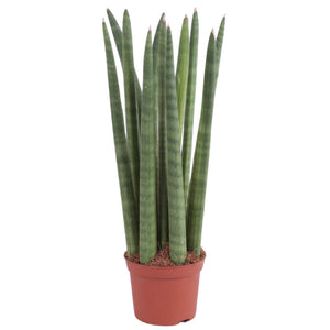 Cylindrical Snake Plant (Sansevieria cylindrica) – 8.5cm Pot