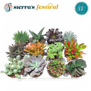 Mixed Deluxe Succulents – 8.5cm Pot