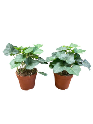 Green Ivy (Hedera hibernica) – 8.5cm Pot
