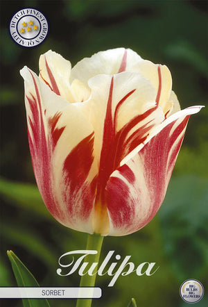 Tulipa ‘Sorbet’ Single Late Tulip Bulbs – 7 Pack