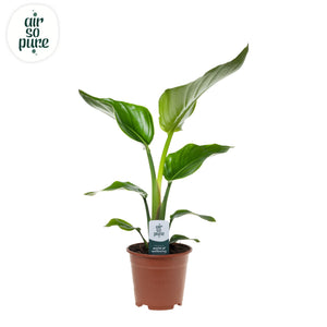White Bird of Paradise (Strelitzia nicolai) – 14cm Pot