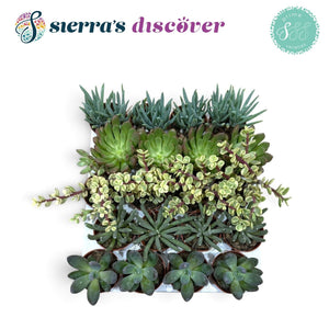 Mixed Succulent Plants – 5.5cm Pot, Approx. 12cm High
