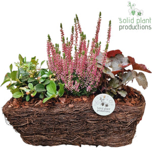 Salim Plant Arrangement – 26cm Pot