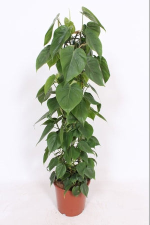 Philodendron scandens – 24cm Pot, Approx. 110cm High