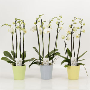 White Phalaenopsis Orchid – 4 Stem, 12cm Ceramic Pot
