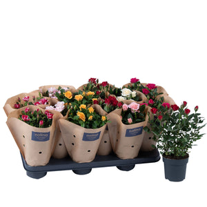 Mixed Rose Plant in Kraft Sleeve – 10.5cm Pot