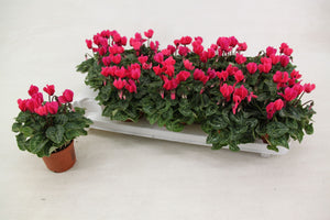 Small-Flowered Pink Cyclamen (Cyclamen persicum) – 9cm Pot