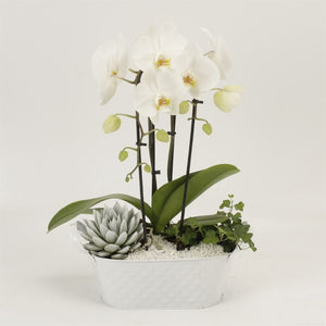 White Phalaenopsis Orchid – 26cm Ceramic Pot