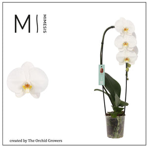 White Phalaenopsis Orchid – 12cm Pot, 60cm High