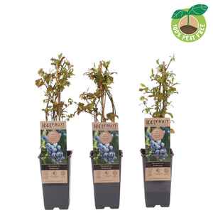 Goldtraube Blueberry Plant (Vaccinium) – 15cm Pot