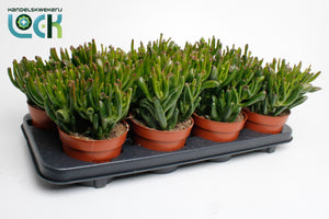 Crassula Horn Tree – 12cm Pot, 25cm High