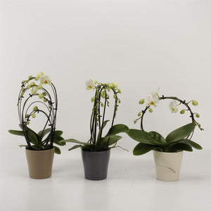 White Phalaenopsis Orchid – 2 Stem, 12cm Ceramic Pot