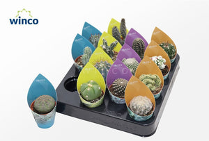 Mixed Cactus Collection – 5.5cm Pot