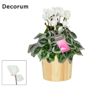 White Small-Flowered Cyclamen (Cyclamen persicum) – 14cm Pot
