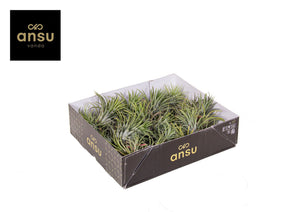 Tillandsia ionantha Air Plant – 12cm Pot