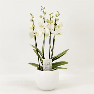 White Phalaenopsis Orchid – 4 Stem, 12cm Pot